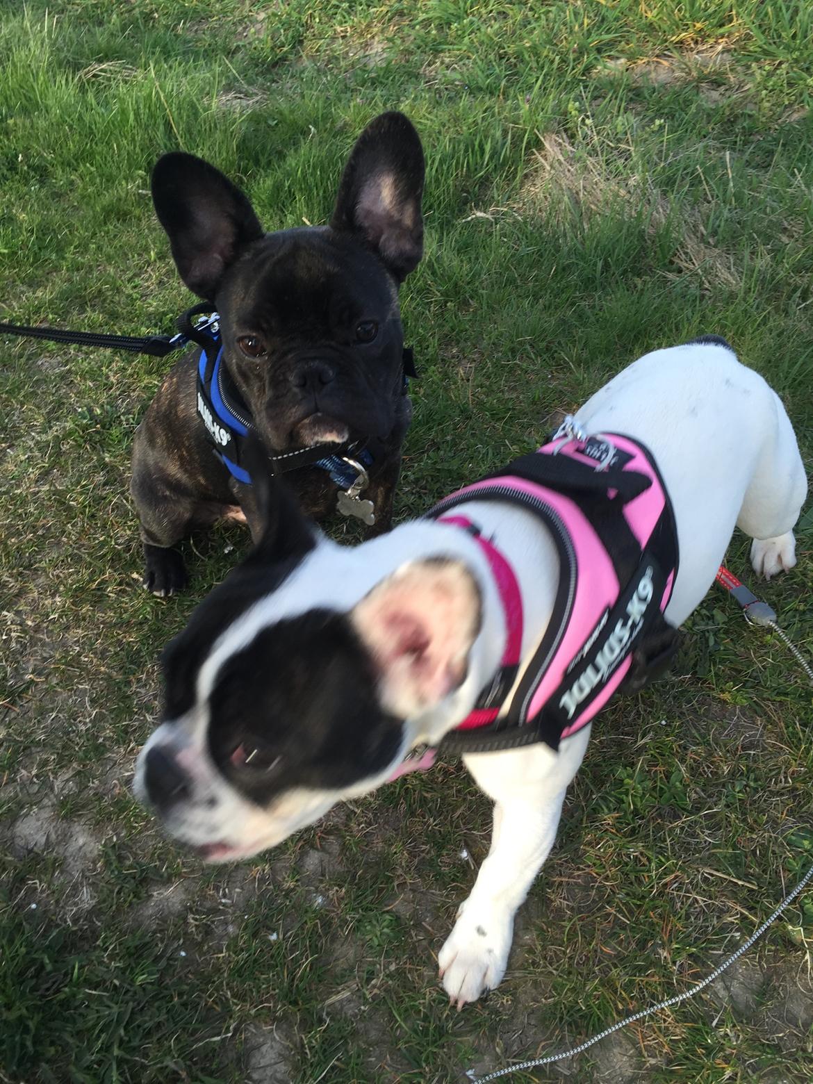 Fransk bulldog Louie billede 3