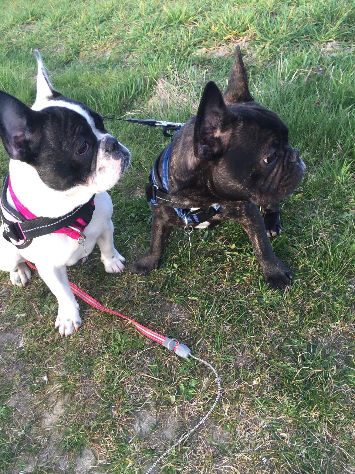 Fransk bulldog Louie billede 5