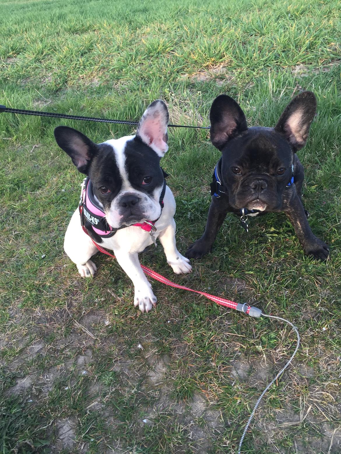 Fransk bulldog Louie billede 7