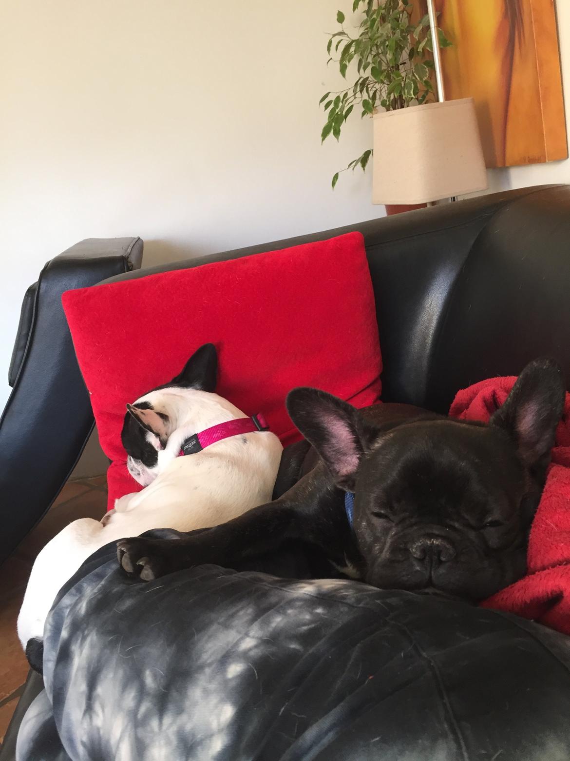 Fransk bulldog Louie billede 8