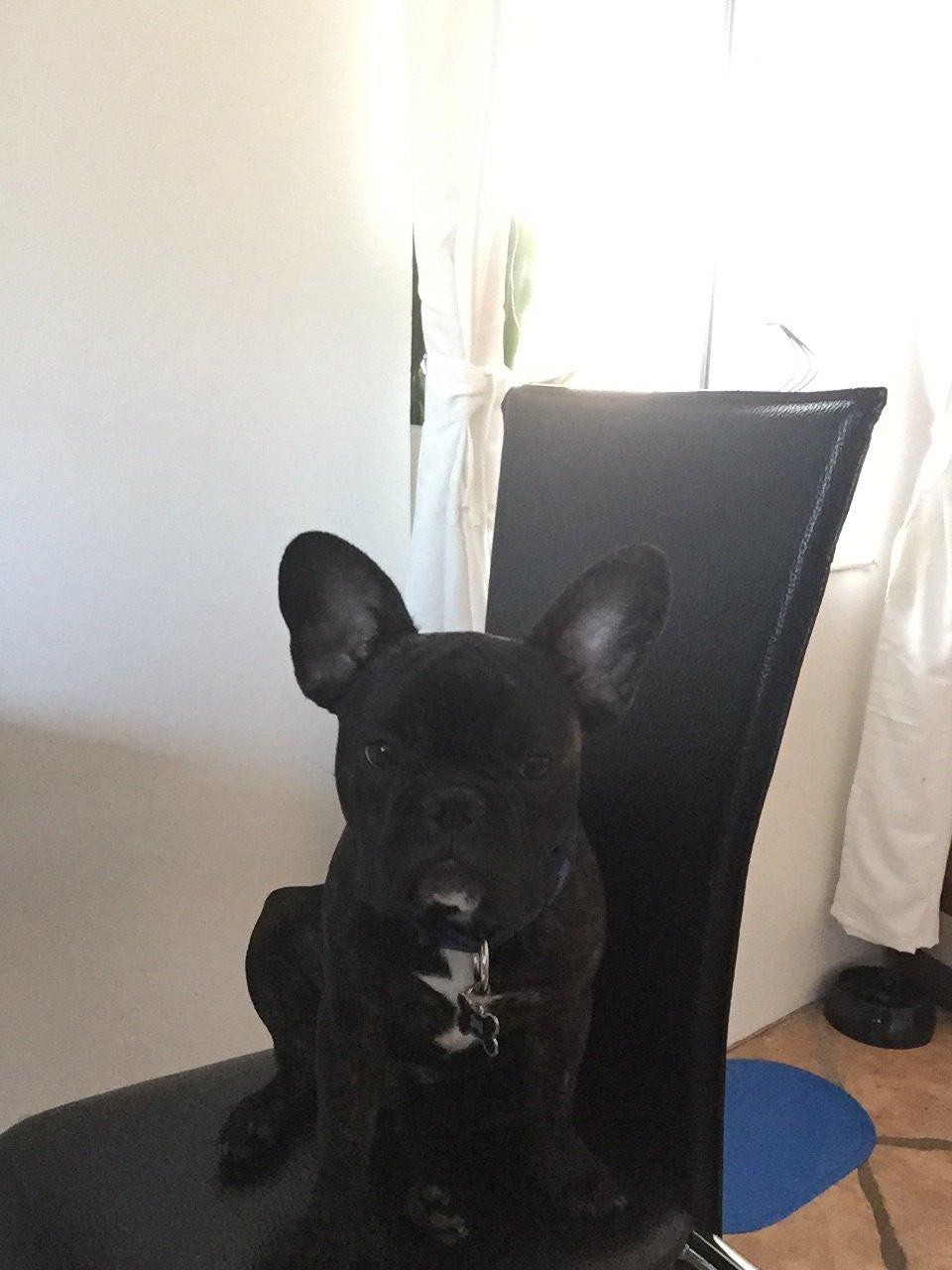 Fransk bulldog Louie billede 9