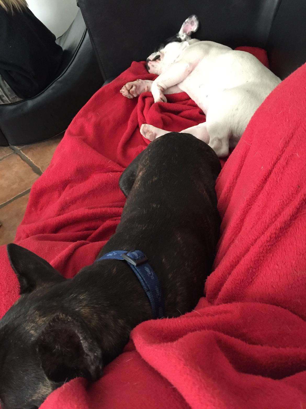 Fransk bulldog Louie billede 12