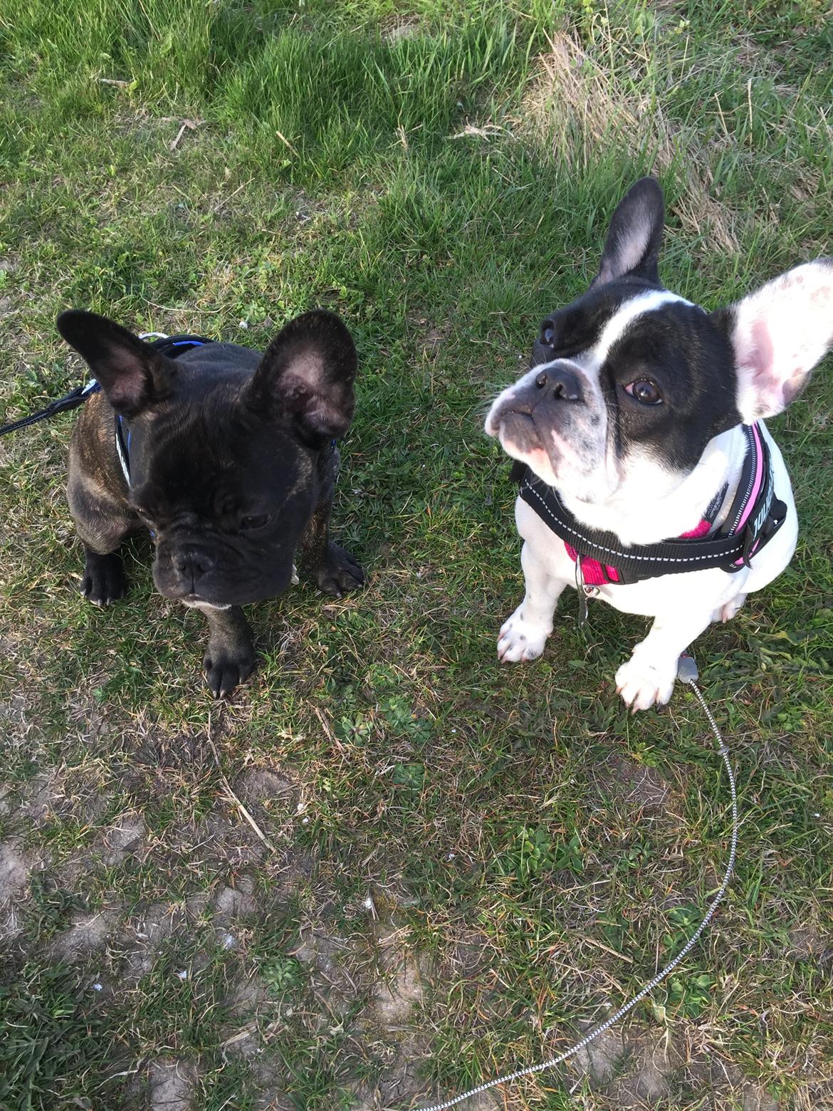 Fransk bulldog Louie billede 2