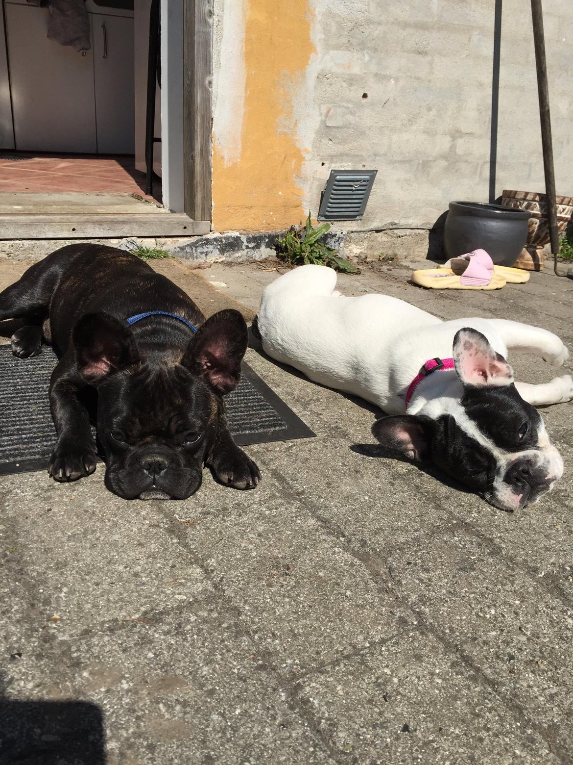 Fransk bulldog Louie billede 15