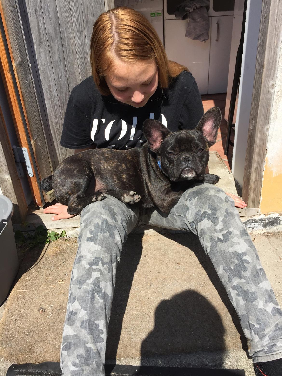 Fransk bulldog Louie billede 13