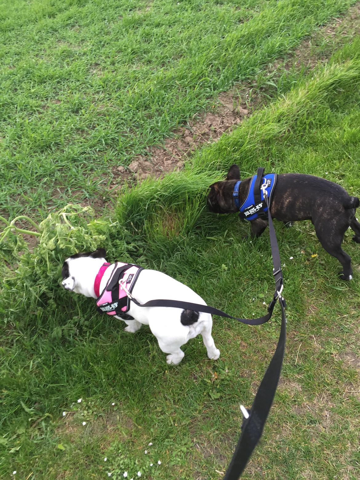 Fransk bulldog Louie billede 17