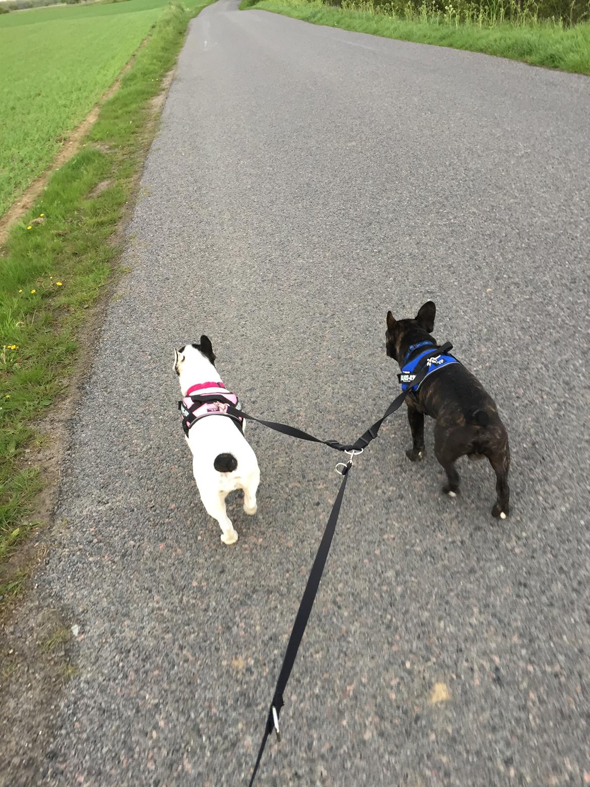 Fransk bulldog Louie billede 16