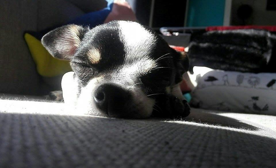 Chihuahua Yankee Pride's Aspen Colorado (Lillegutt) billede 4