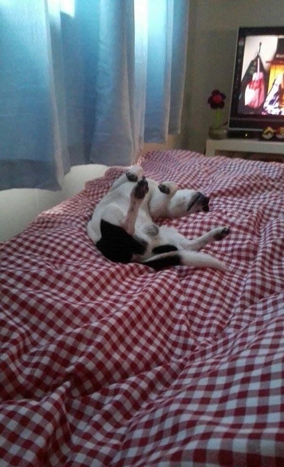 Chihuahua Yankee Pride's Aspen Colorado (Lillegutt) billede 5