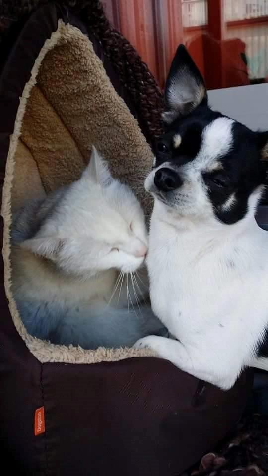 Chihuahua Yankee Pride's Aspen Colorado (Lillegutt) billede 6