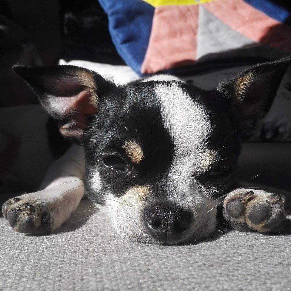 Chihuahua Yankee Pride's Aspen Colorado (Lillegutt) billede 7