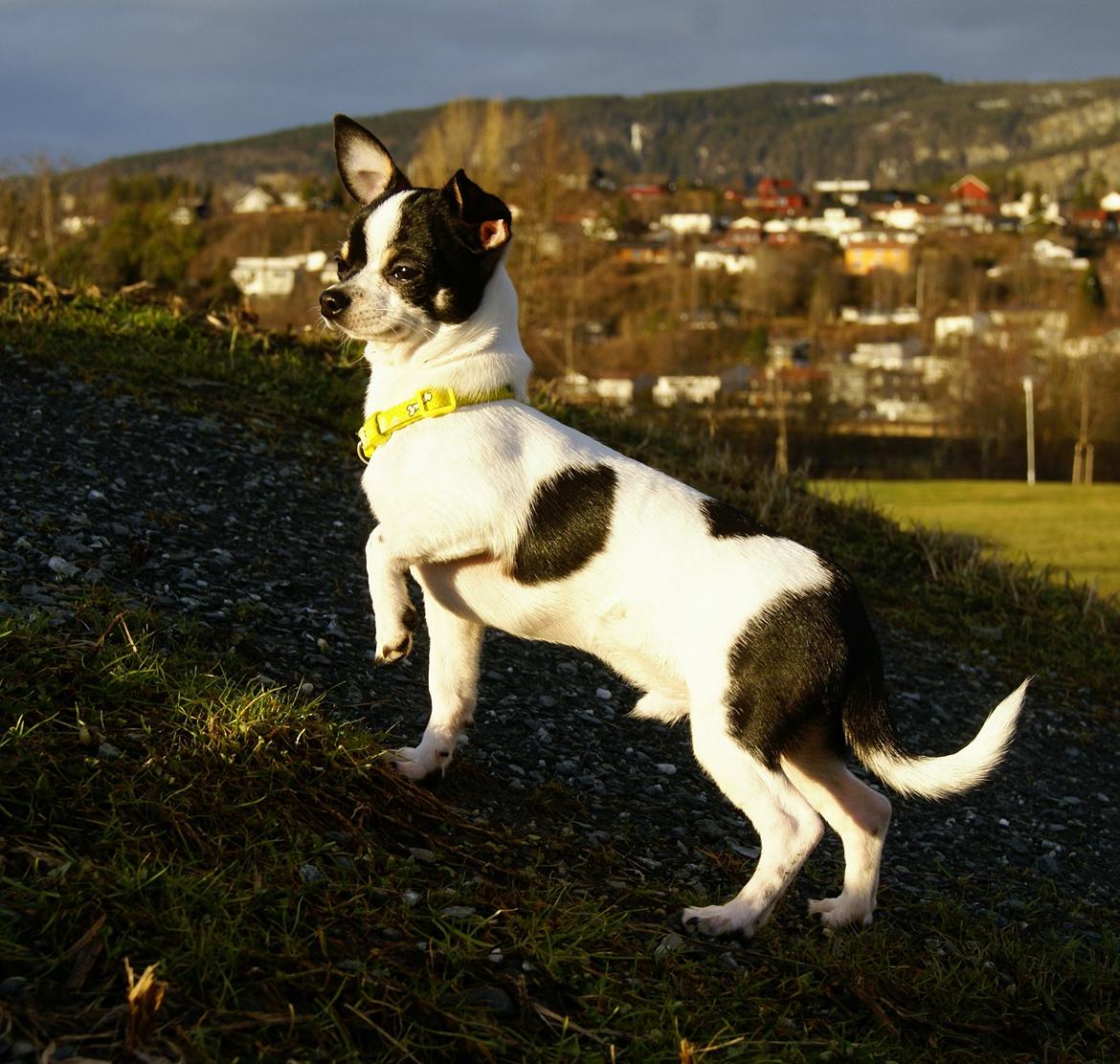 Chihuahua Yankee Pride's Aspen Colorado (Lillegutt) billede 8