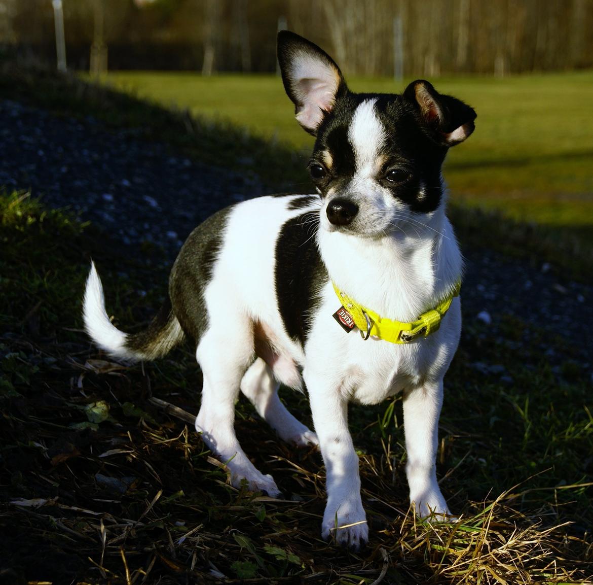 Chihuahua Yankee Pride's Aspen Colorado (Lillegutt) billede 9