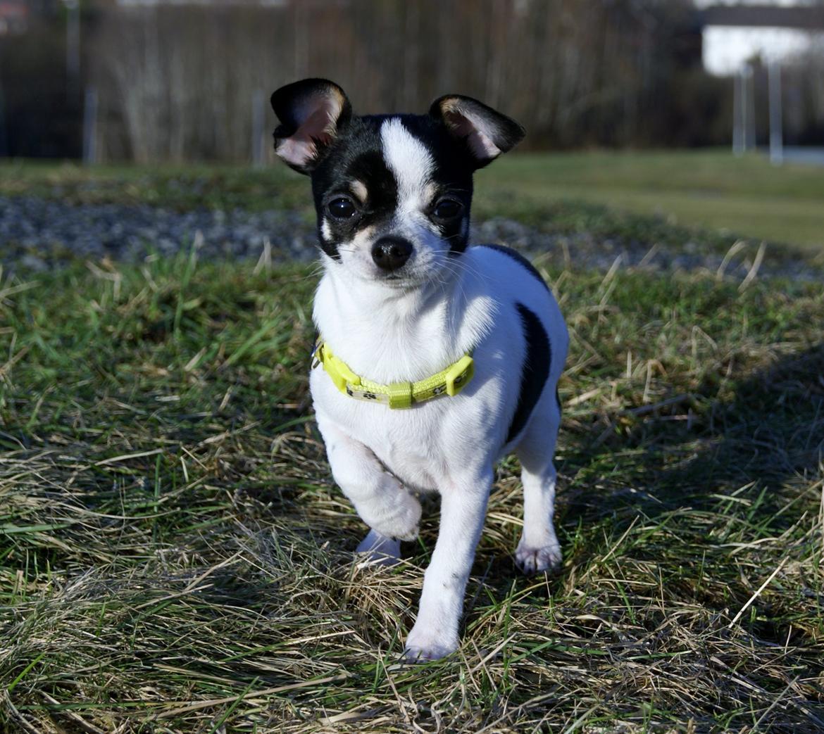 Chihuahua Yankee Pride's Aspen Colorado (Lillegutt) billede 10
