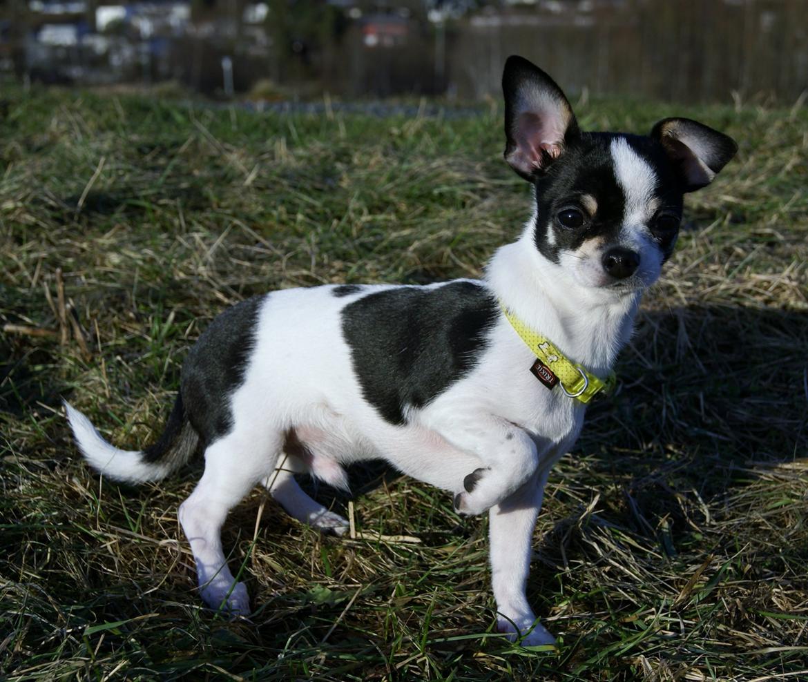 Chihuahua Yankee Pride's Aspen Colorado (Lillegutt) billede 11
