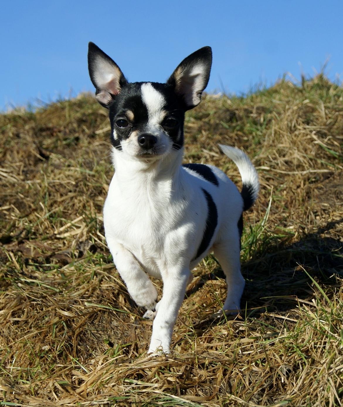 Chihuahua Yankee Pride's Aspen Colorado (Lillegutt) billede 3