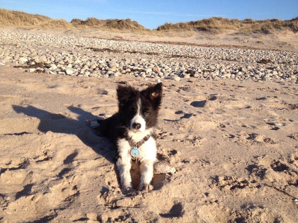 Border collie Beat billede 26