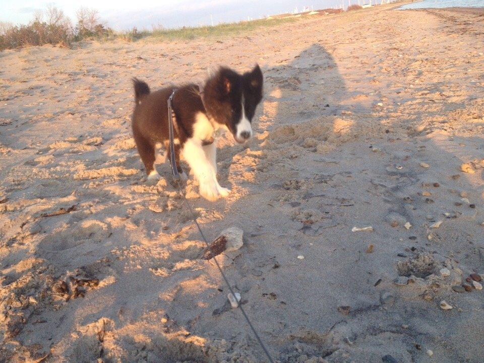 Border collie Beat billede 25