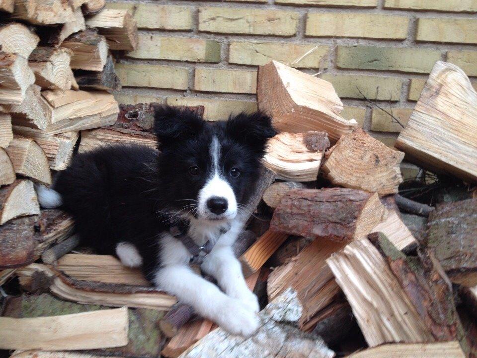 Border collie Beat billede 24