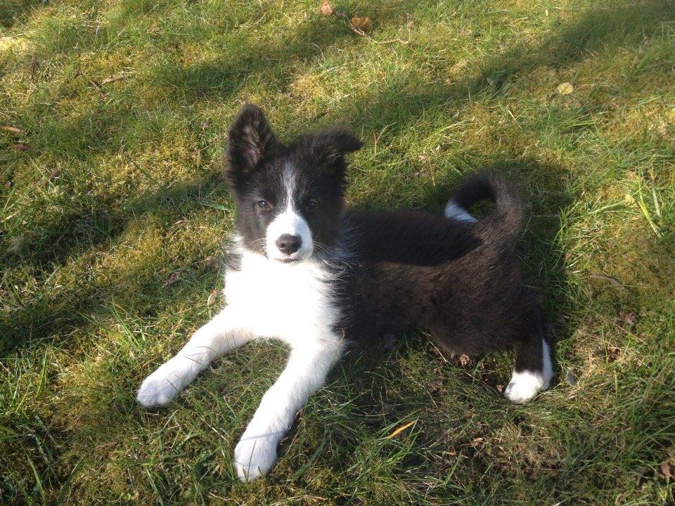 Border collie Beat billede 23