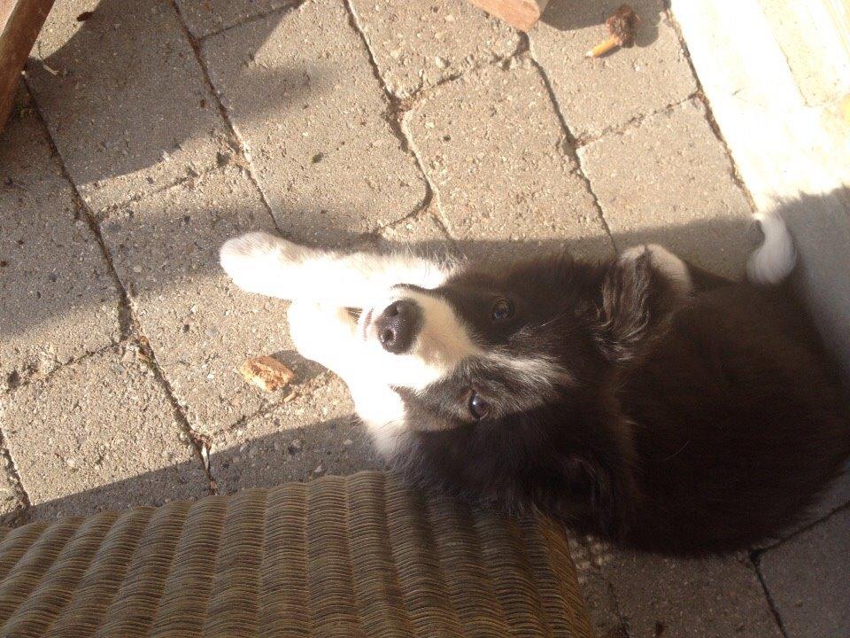 Border collie Beat billede 22