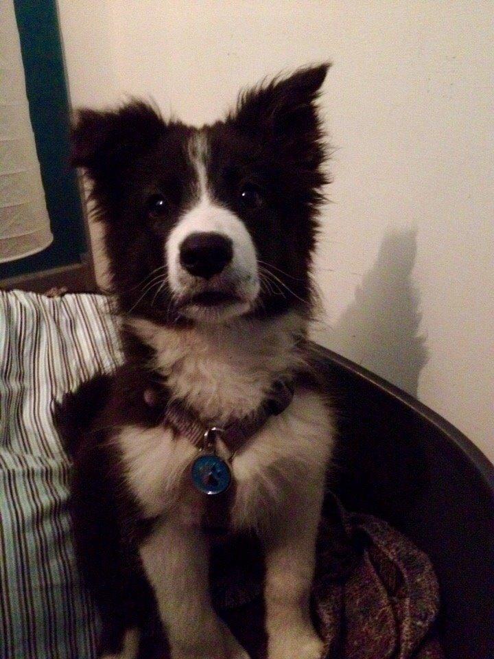 Border collie Beat billede 20