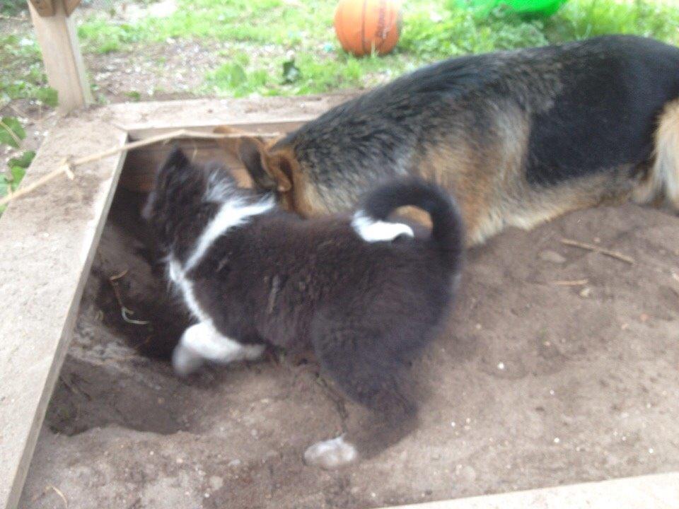 Border collie Beat billede 19