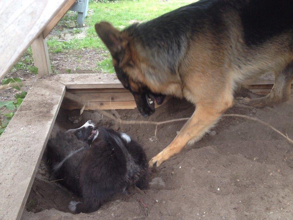 Border collie Beat billede 18