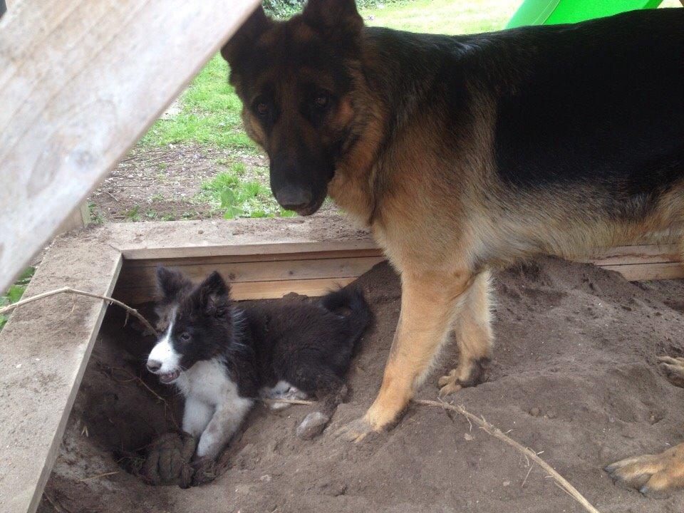 Border collie Beat billede 17