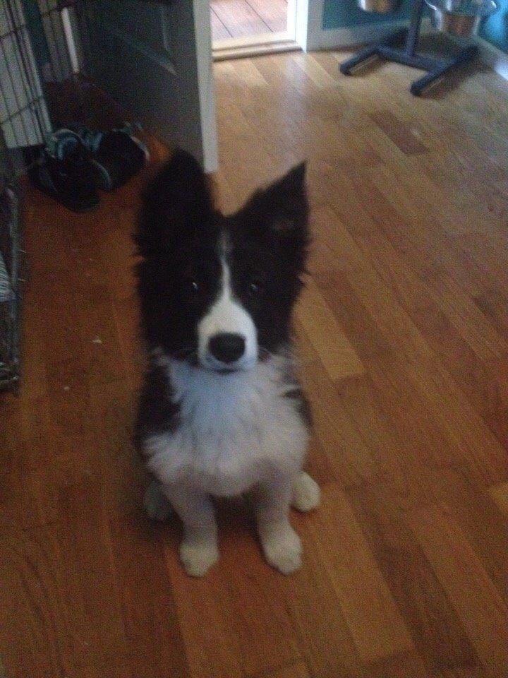 Border collie Beat billede 16