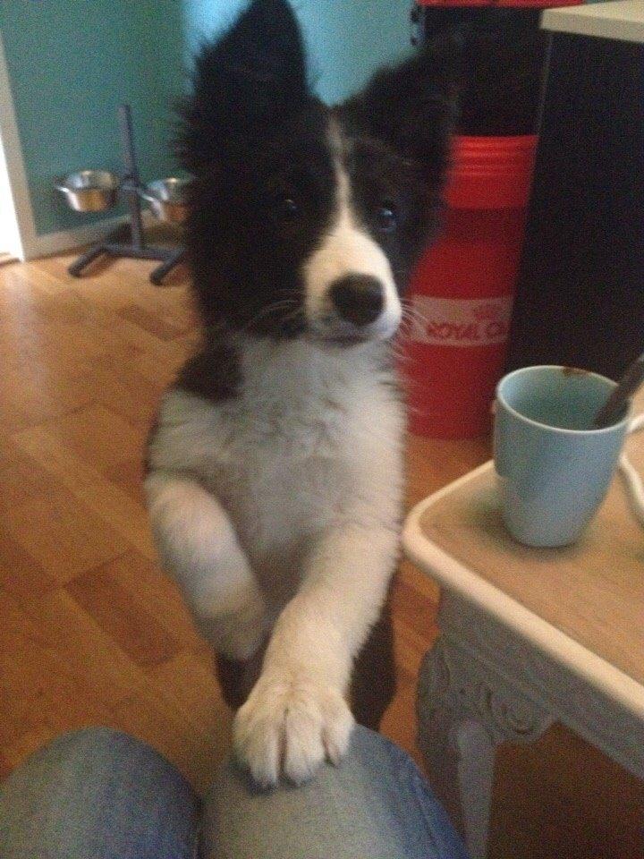 Border collie Beat billede 15