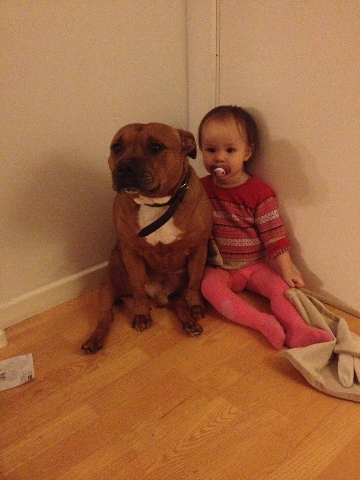 Staffordshire bull terrier Ludwig  - Best buddies ❤ billede 19