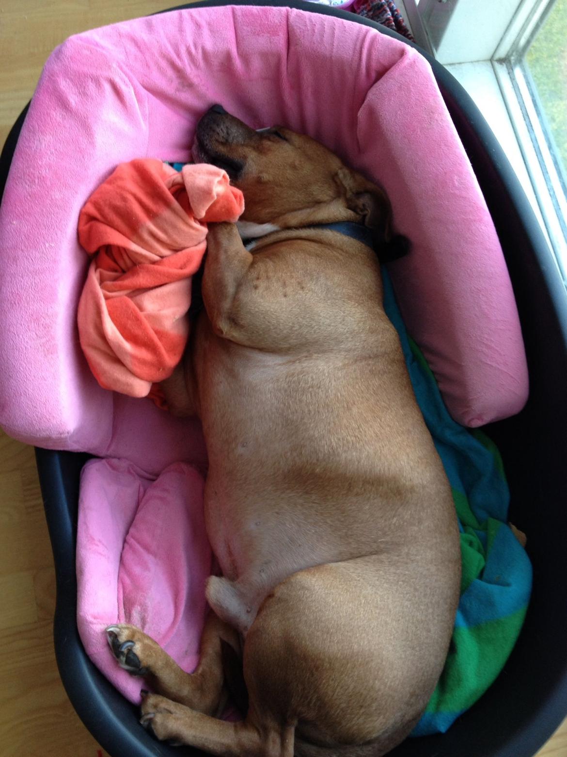 Staffordshire bull terrier Ludwig  - Ludwig har fået prinsessestolen 👍🐶💤 billede 20