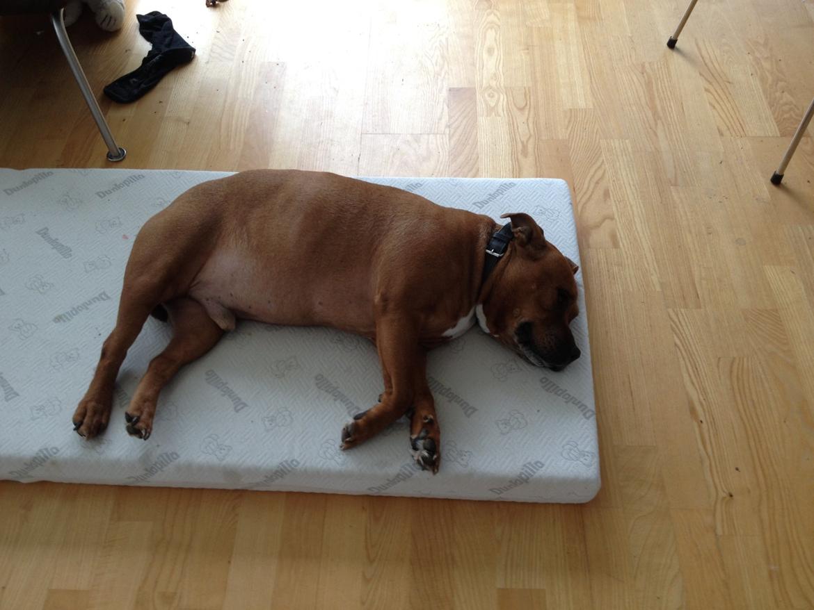 Staffordshire bull terrier Ludwig  - Aaahhh skal lige teste denne legemadras  billede 22