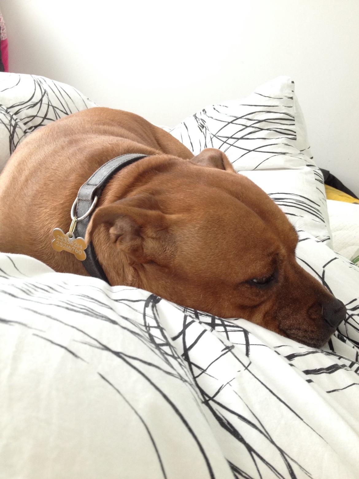 Staffordshire bull terrier Ludwig  - Ved godt han ikke må....rævesover billede 21