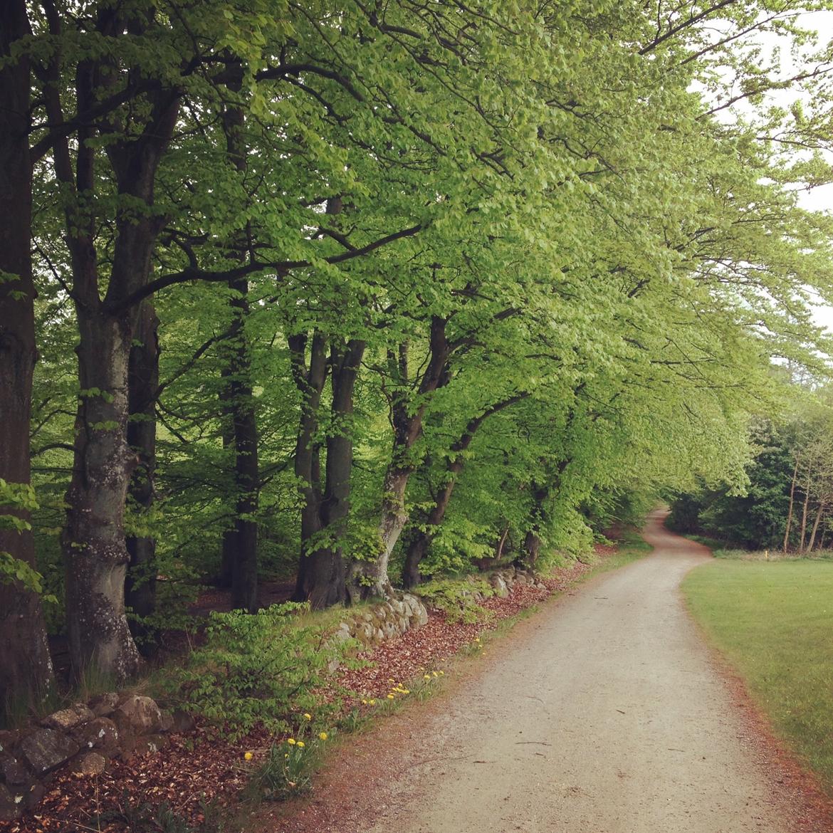 Staffordshire bull terrier Ludwig  - Ludwigs yndlingstur billede 23