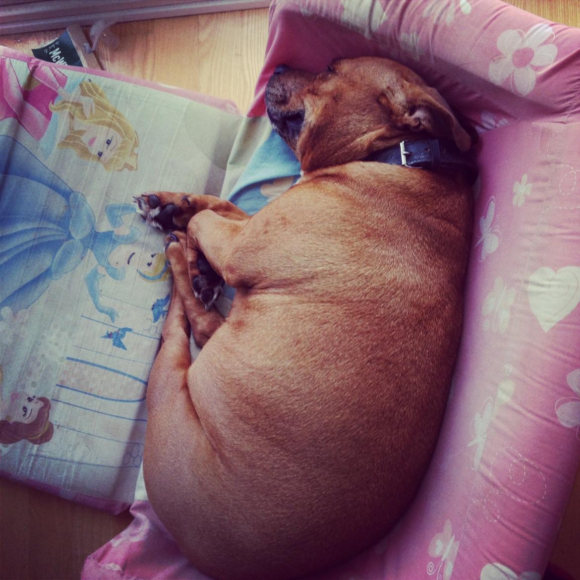 Staffordshire bull terrier Ludwig  - Så fik han også overtaget denne stol billede 24