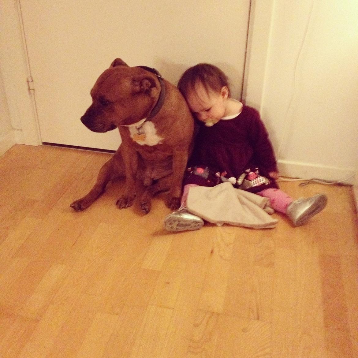 Staffordshire bull terrier Ludwig  - Best buddies ❤ billede 25