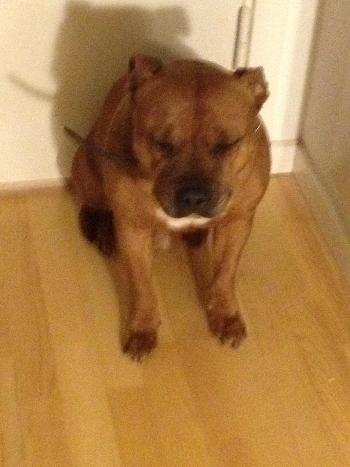 Staffordshire bull terrier Ludwig  - Han er bare sød billede 27