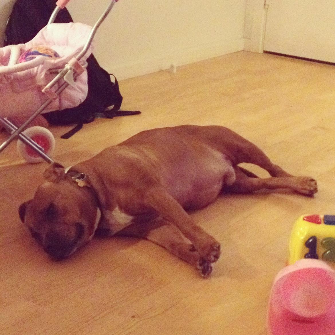 Staffordshire bull terrier Ludwig  - Træt efter tur billede 26