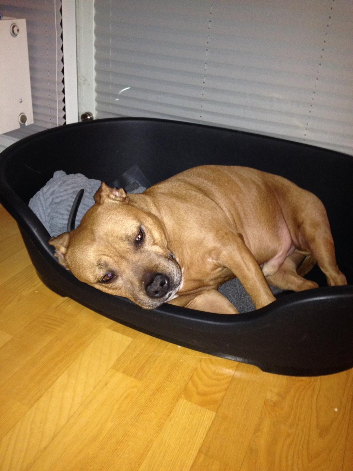 Staffordshire bull terrier Ludwig  billede 29