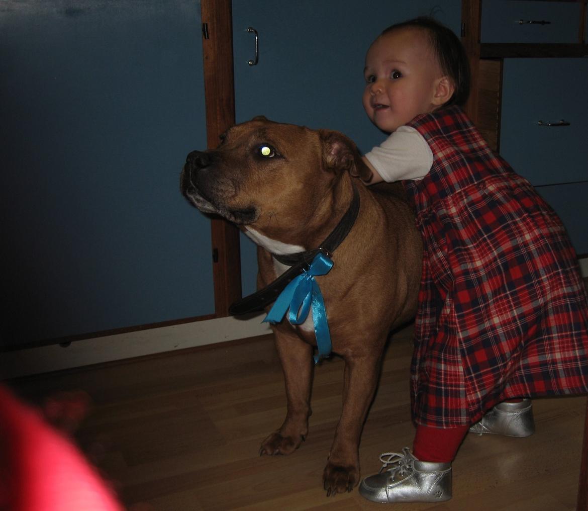 Staffordshire bull terrier Ludwig  - Julen 2014 billede 30