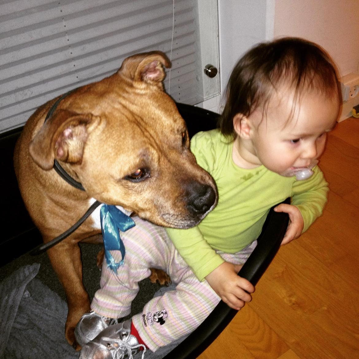 Staffordshire bull terrier Ludwig  - Ludwig deler gerne kurv ❤ billede 31