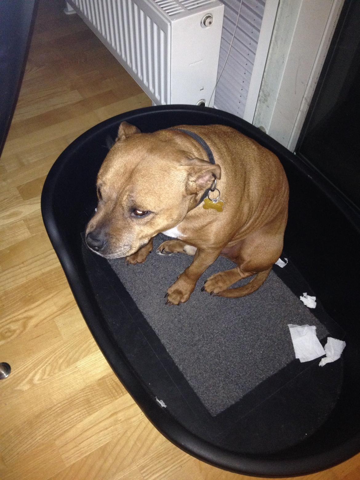 Staffordshire bull terrier Ludwig  - Slukøret efter alle tæpper blev smidt ud pga. Bræk 😝så måtte han sove med dørmåtten 😝 billede 28