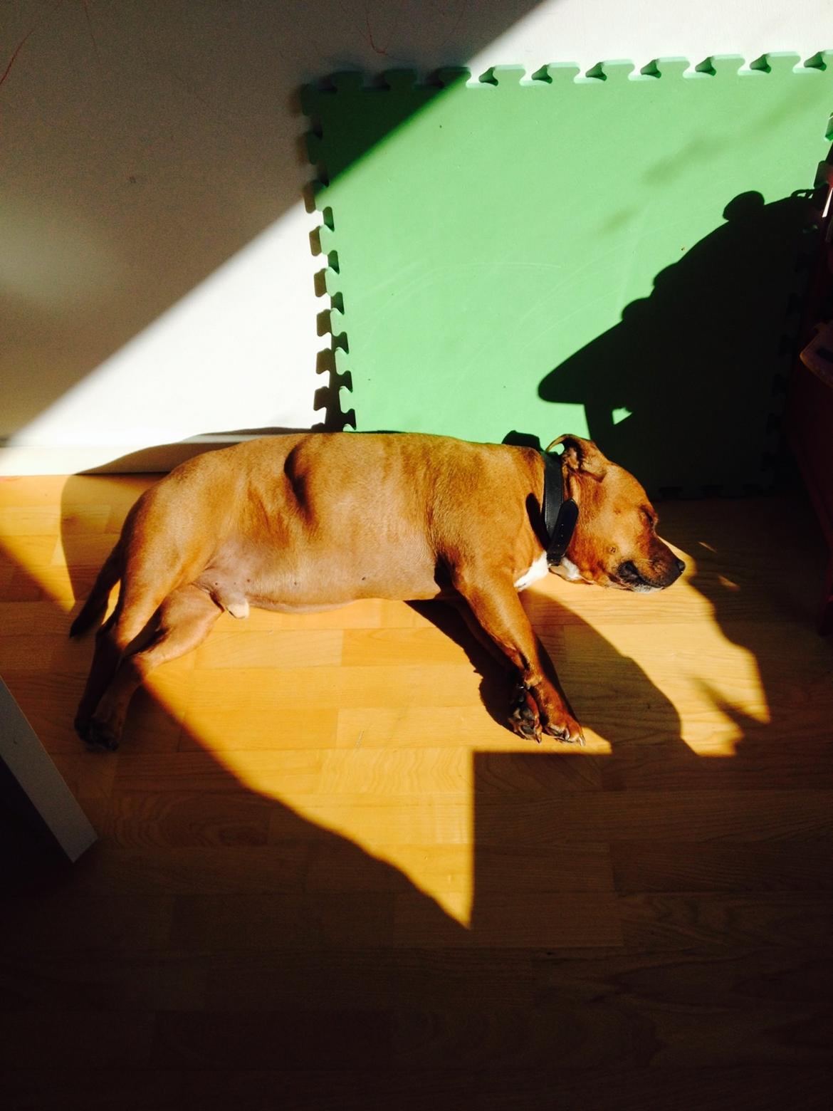 Staffordshire bull terrier Ludwig  - Aaahhh sol 😎☀ billede 32