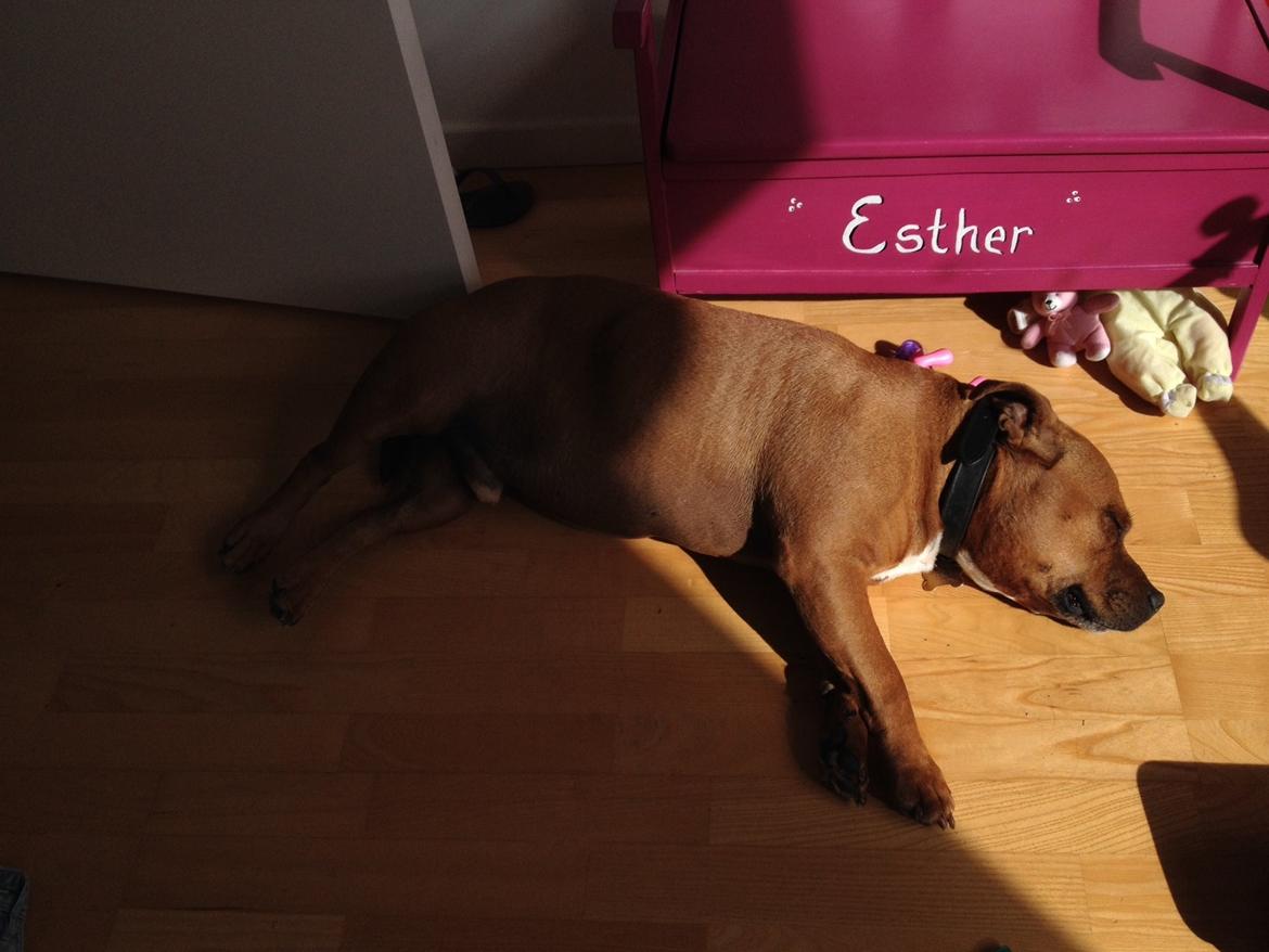 Staffordshire bull terrier Ludwig  - Ludwig solgris 🐽☀ billede 33