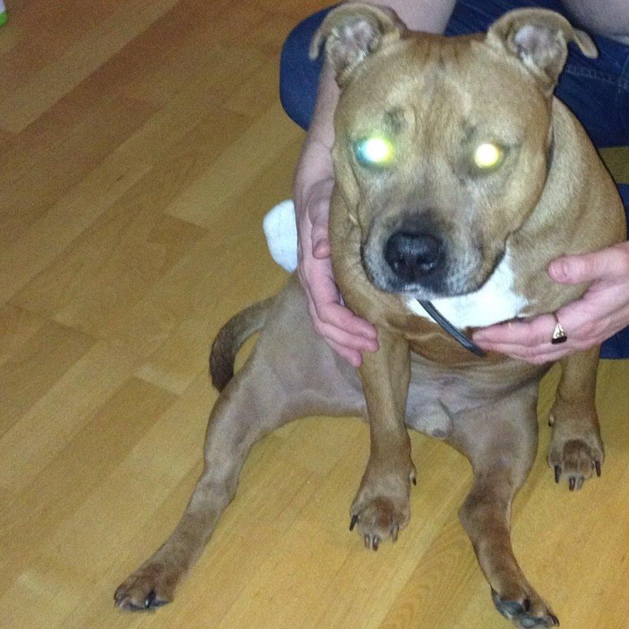 Staffordshire bull terrier Ludwig  - Vampyrhunden 😱 billede 35
