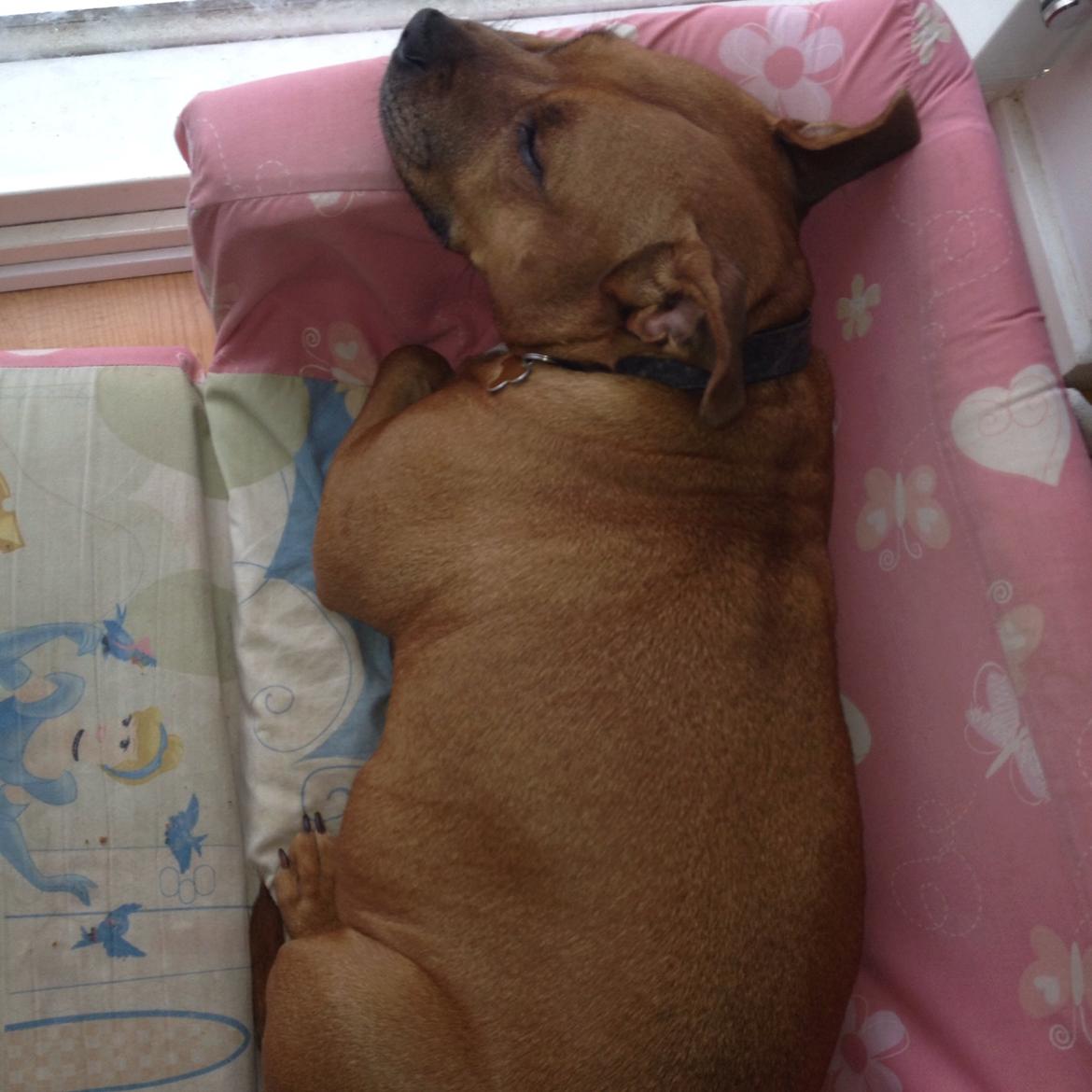 Staffordshire bull terrier Ludwig  - Den endte med at blive hans 🐶❤ billede 34