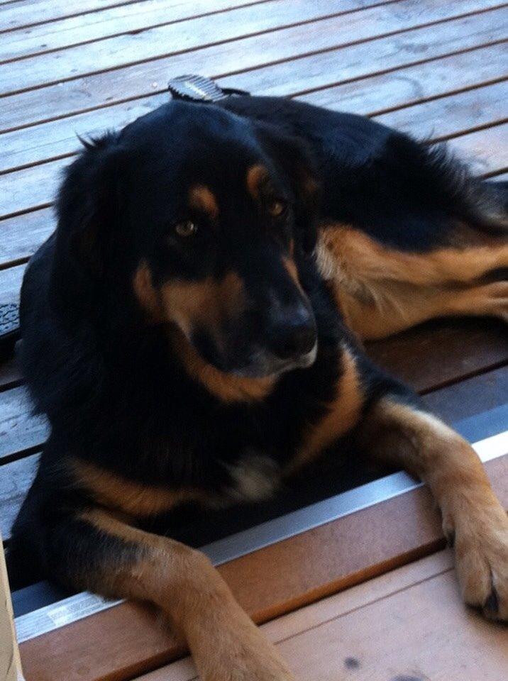 Blanding af racer Baloo billede 1