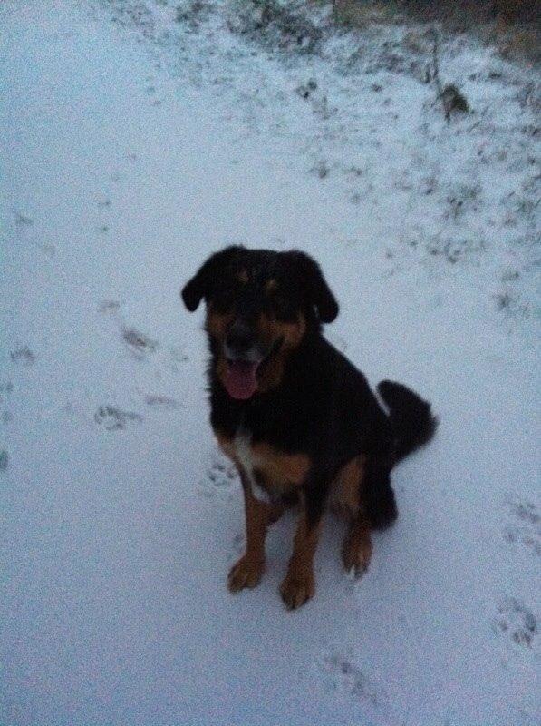 Blanding af racer Baloo billede 2